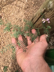Astragalus flexuosus