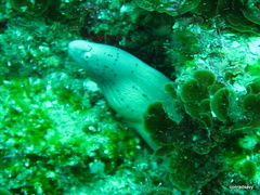 Gymnothorax griseus