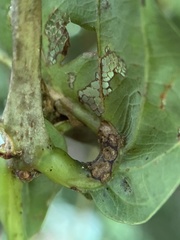 Andricus quercuspetiolicola