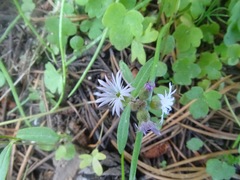Lithophragma tenellum