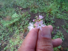 Lithophragma tenellum
