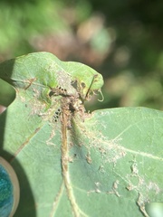 Andricus quercuspetiolicola