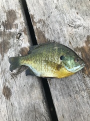 Lepomis macrochirus macrochirus