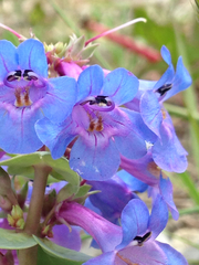 Penstemon nitidus