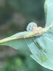 Andricus quercuspetiolicola