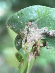 Andricus quercuspetiolicola