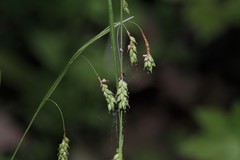 Carex formosa