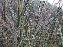 Carex diluta
