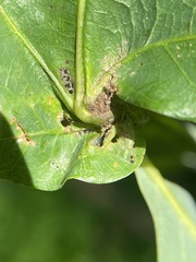 Andricus quercuspetiolicola