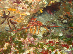 Panulirus homarus