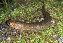Desmognathus kanawha