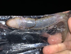 Desmognathus kanawha