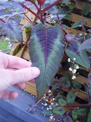 Persicaria microcephala
