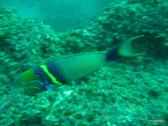 Thalassoma hebraicum