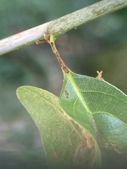 Andricus quercuspetiolicola