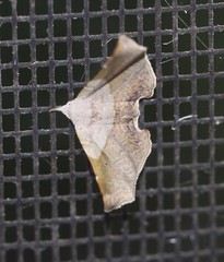 Esthlodora versicolor