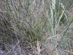 Carex diluta