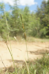 Carex flacca serrulata