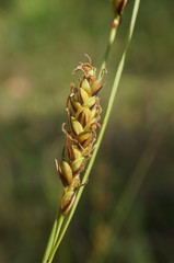 Carex flacca serrulata