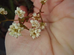 Persicaria microcephala