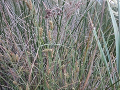 Carex diluta
