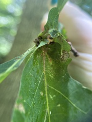 Andricus quercuspetiolicola