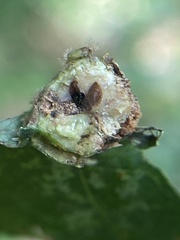 Andricus quercuspetiolicola