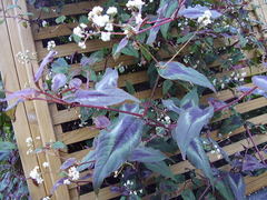 Persicaria microcephala