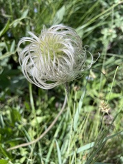 Clematis hirsutissima