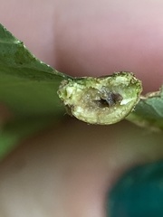 Andricus quercuspetiolicola