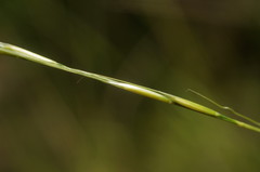Achnatherum bromoides