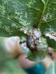 Andricus quercuspetiolicola