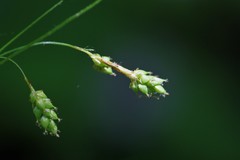 Carex formosa