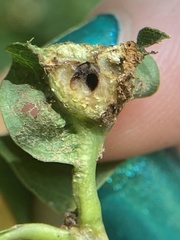 Andricus quercuspetiolicola