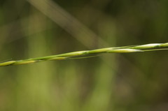 Achnatherum bromoides