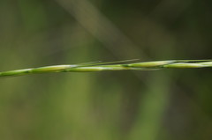 Achnatherum bromoides
