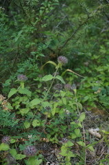 Clinopodium caucasicum