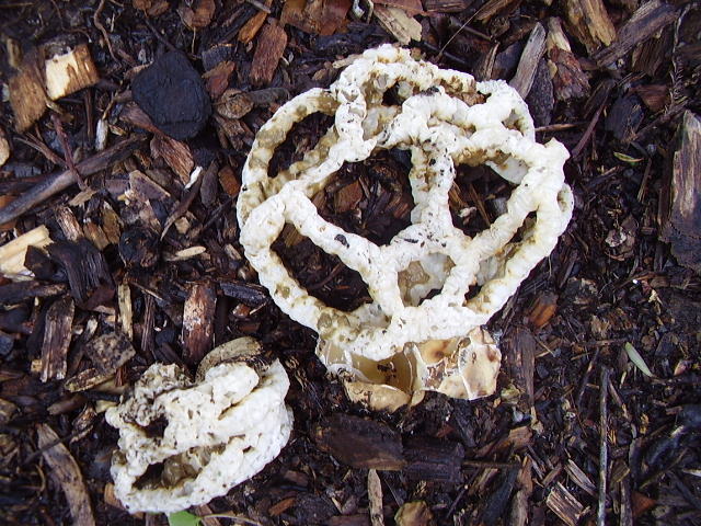 Ileodictyon cibarium image