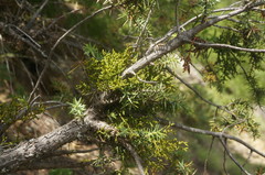 Arceuthobium oxycedri