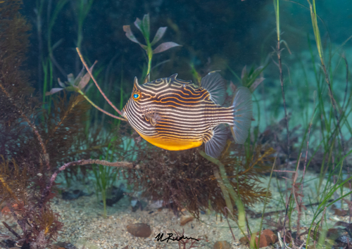 Ornate Cowfish, photo 9 of 10