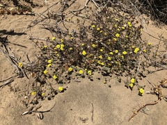 Lessingia germanorum