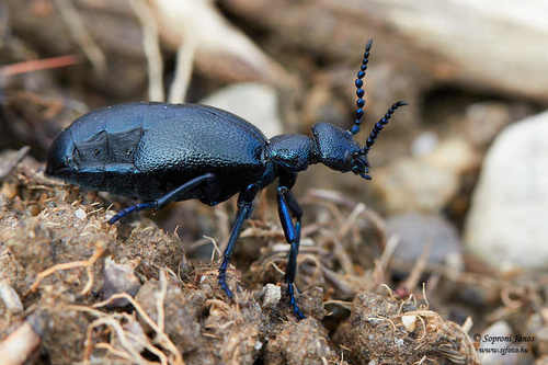 Black Oil Beetle
