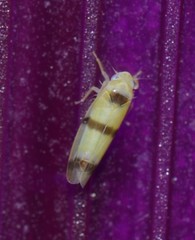 Empoa