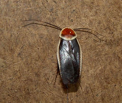 Pseudomops septentrionalis