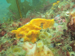 Porifera
