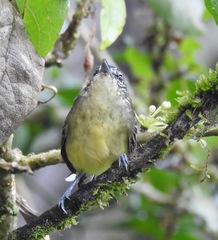 Herpsilochmus axillaris
