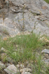 Linum corymbulosum