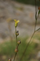 Linum corymbulosum