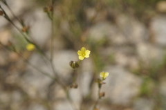 Linum corymbulosum