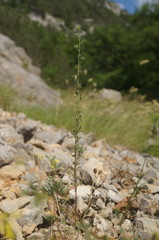 Verbascum orientale